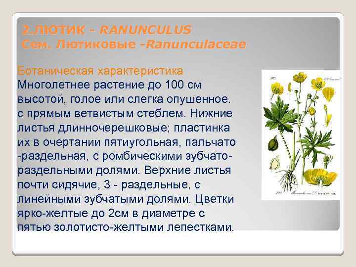 2. ЛЮТИК - RANUNCULUS Сем. Лютиковые -Ranunculaceae Ботаническая характеристика Многолетнее растение до 100 см