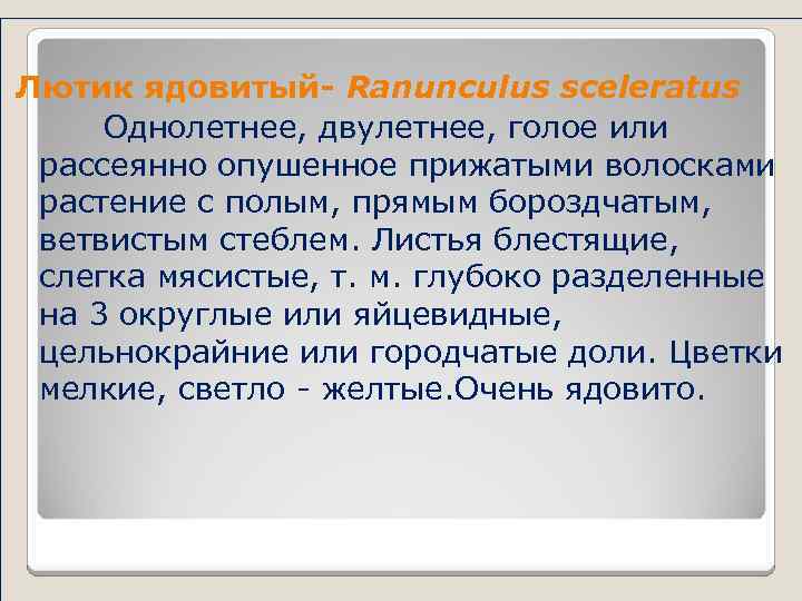  Лютик ядовитый- Ranunculus sceleratus Однолетнее, двулетнее, голое или рассеянно опушенное прижатыми волосками растение