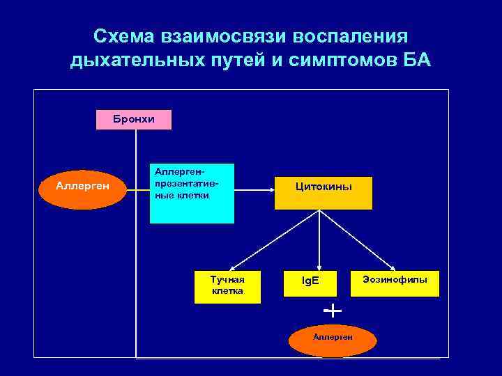 Схема взаимосвязи воспаления дыхательных путей и симптомов БА Бронхи Аллергенпрезентативные клетки Тучная клетка Цитокины
