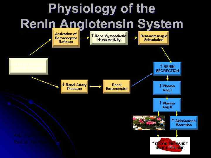 Physiology of the Renin Angiotensin System Activation of Baroreceptor Reflexes Renal Sympathetic Nerve Activity