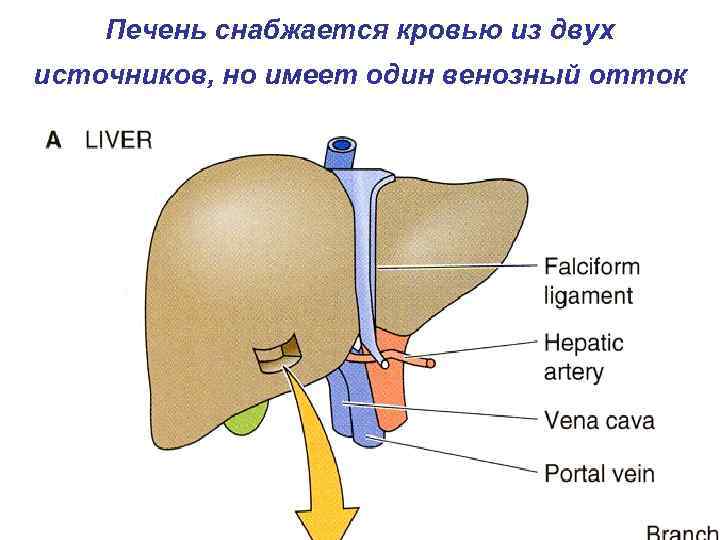 Печень снабжается кровью из двух источников, но имеет один венозный отток 