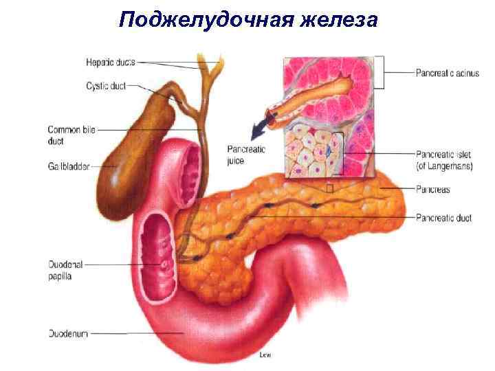 Поджелудочная железа 