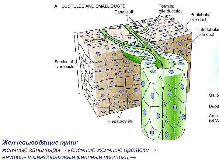 Желчевыводящие пути: желчные капилляры→ конечные желчные протоки → внутри- и междольковые желчные протоки →