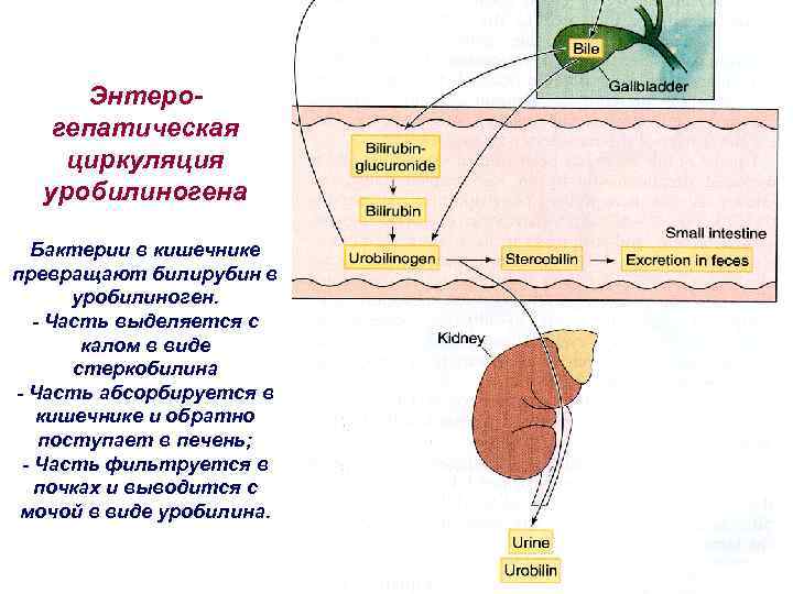 Энтерогепатическая циркуляция уробилиногена Бактерии в кишечнике превращают билирубин в уробилиноген. - Часть выделяется с