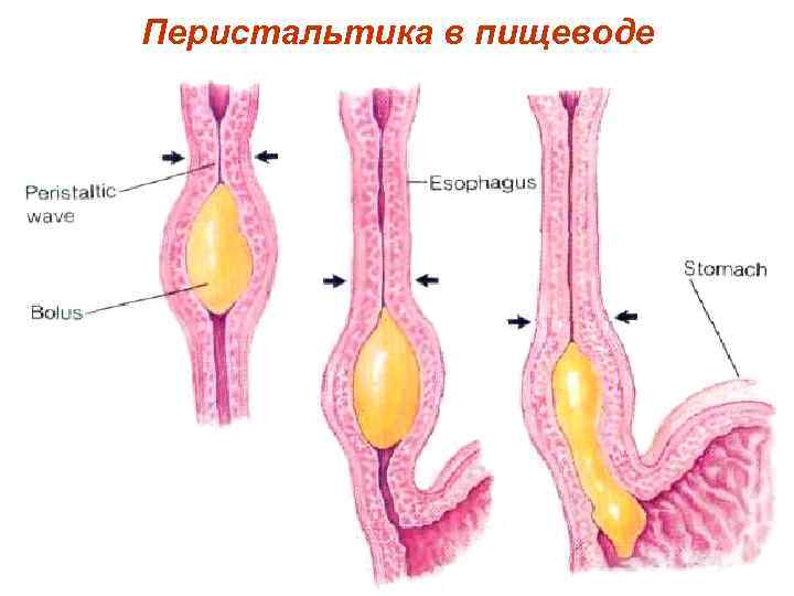 Перистальтика в пищеводе 