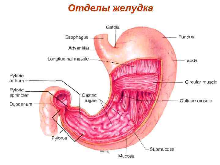 Отделы желудка 