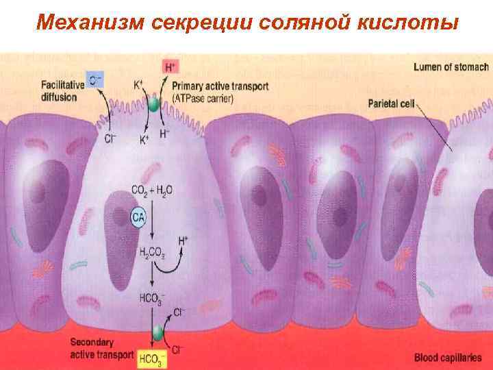 Механизм секреции соляной кислоты 