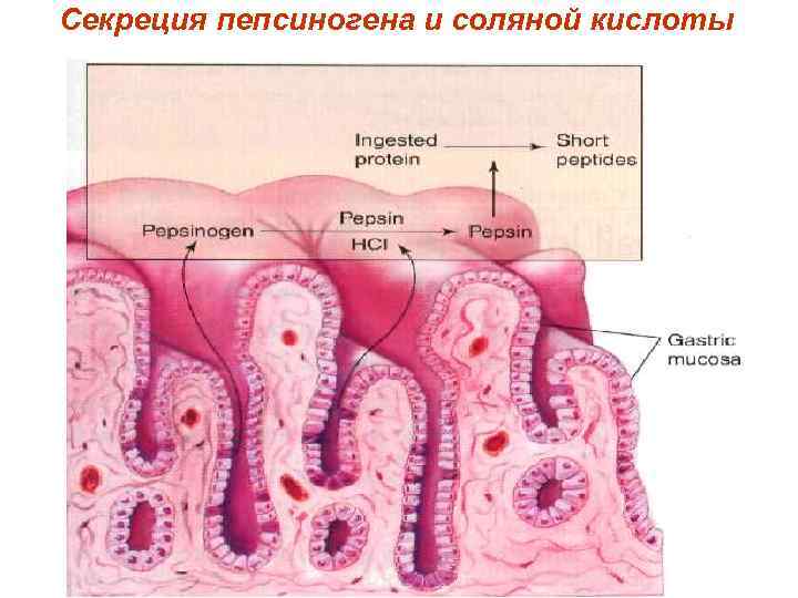 Секреция пепсиногена и соляной кислоты 