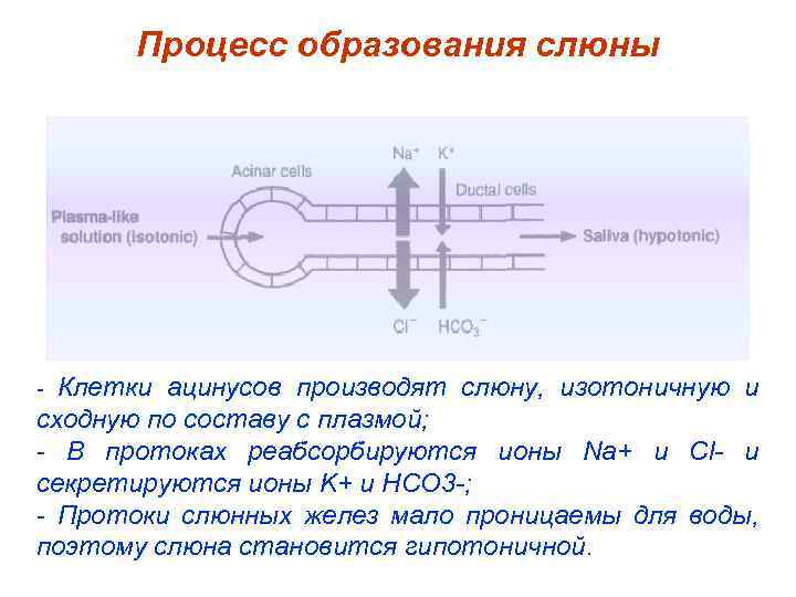Процесс образования слюны - Клетки ацинусов производят слюну, изотоничную и сходную по составу с