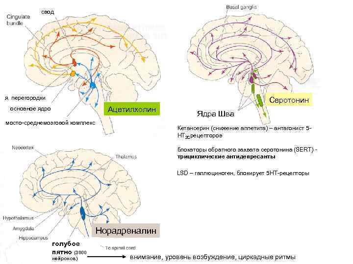 Мозг 4 5. Прилежащее ядро мозга функции. Ядра перегородки мозга. Дорсальное ядро шва. Прилежащее ядро функции.