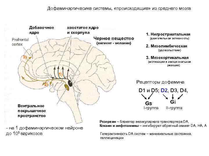 Дофаминэргичесике системы, «происходящие» из среднего мозга Добавочное ядро хвостатое ядро и скорлупа Черное вещество