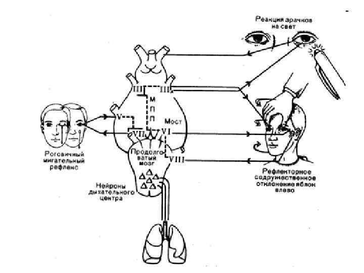 Глазодвигательный рефлекс схема