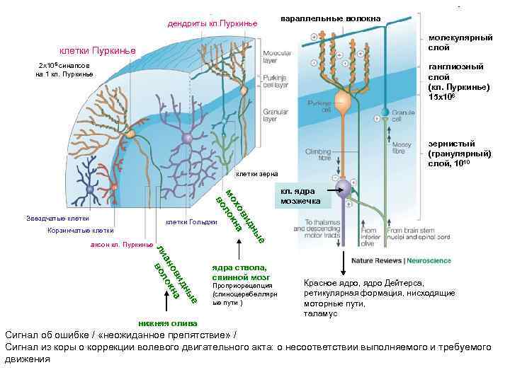 дендриты кл. Пуркинье параллельные волокна молекулярный слой клетки Пуркинье 2 x 105 cинапсов на