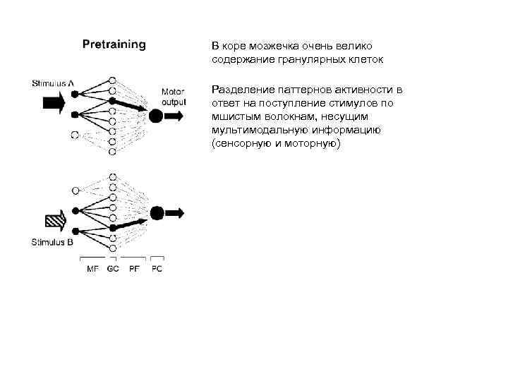В коре мозжечка очень велико содержание гранулярных клеток Разделение паттернов активности в ответ на
