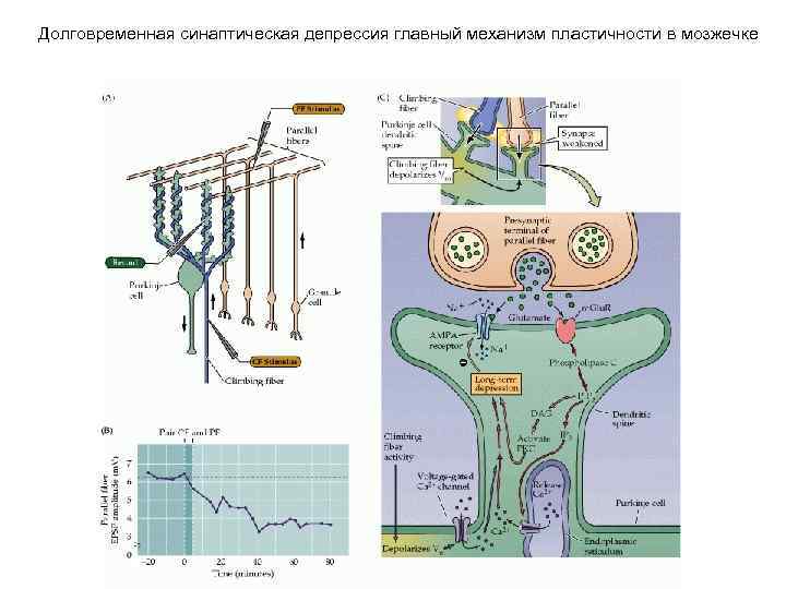 Долговременная синаптическая депрессия главный механизм пластичности в мозжечке 