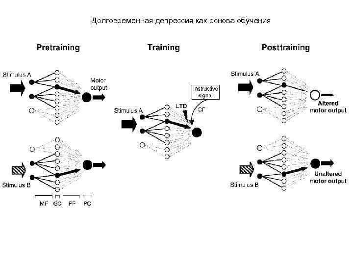 Долговременная депрессия как основа обучения 
