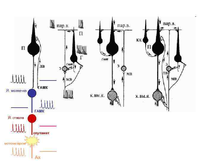 ГАМК Я. мозжечка ГАМК Я. ствола глутамат мотонейрон Ах 