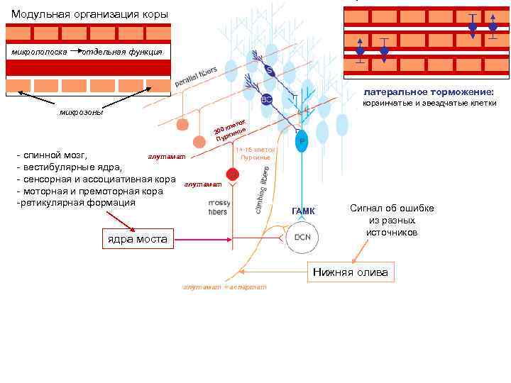 Модульная организация коры микрополоска отдельная функция латеральное торможение: корзинчатые и звездчатые клетки микрозоны к
