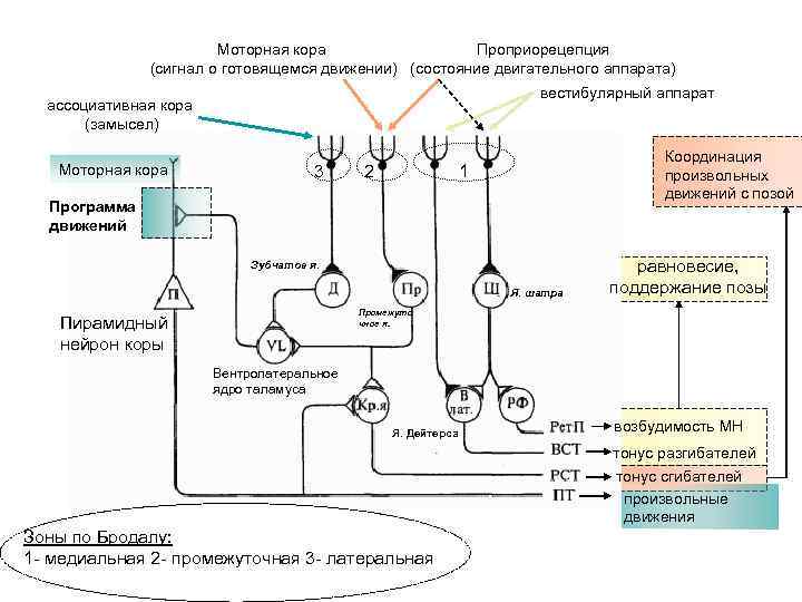 Моторная кора Проприорецепция (сигнал о готовящемся движении) (состояние двигательного аппарата) вестибулярный аппарат ассоциативная кора