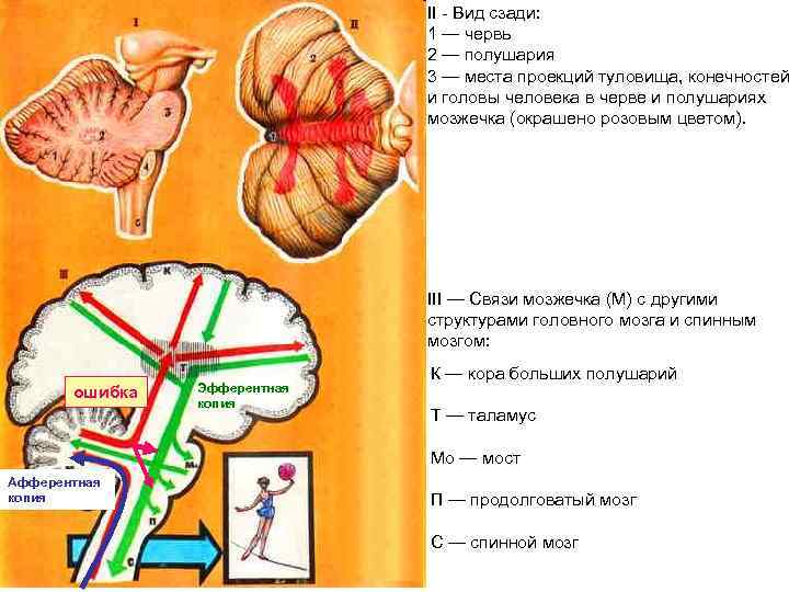 II - Вид сзади: 1 — червь 2 — полушария 3 — места проекций