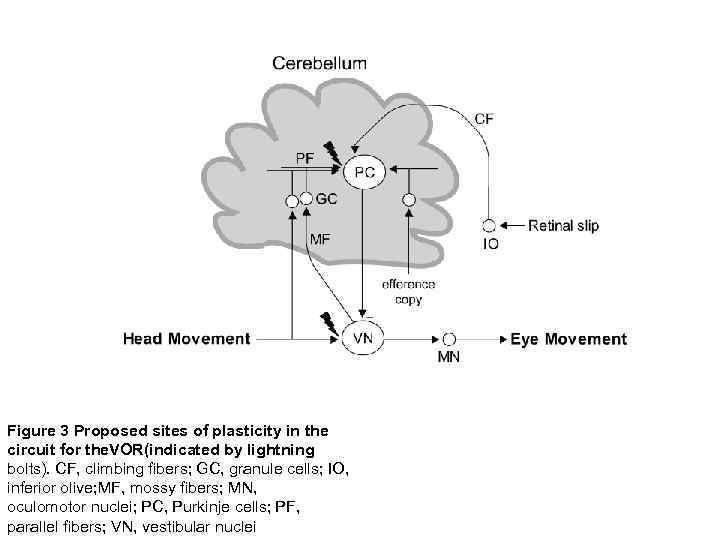 Figure 3 Proposed sites of plasticity in the circuit for the. VOR(indicated by lightning