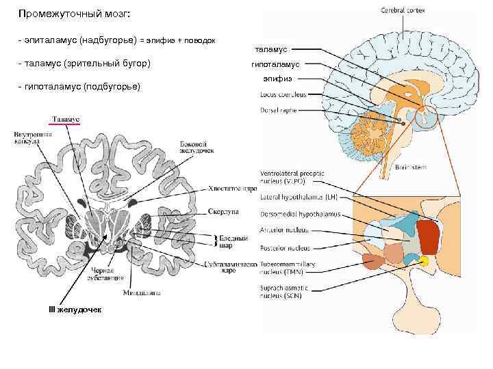 Гипоталамус на схеме мозга