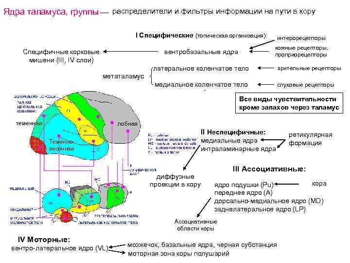 Ядра таламуса, группы распределители и фильтры информации на пути в кору I Специфические (топическая