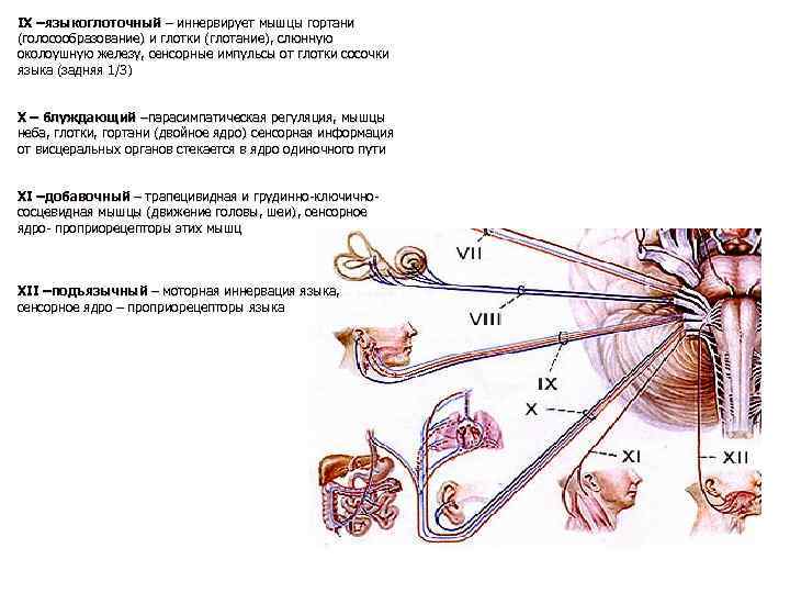 Околоушная железа нерв