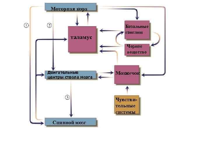 Моторная кора таламус Базальные ганглии Черное вещество Двигательные центры ствола мозга Мозжечок Чувствительные системы