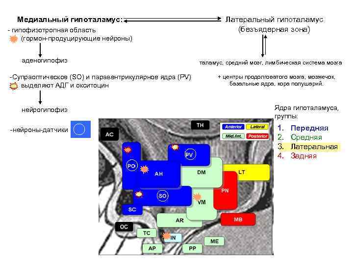 Медиальный гипоталамус: - гипофизотропная область (гормон-продуцирующие нейроны) аденогипофиз -Супраоптическое (SO) и паравентрикулярное ядра (PV)