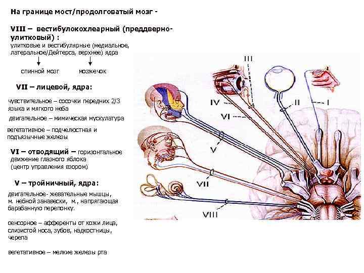 Схема строения преддверно улиткового органа