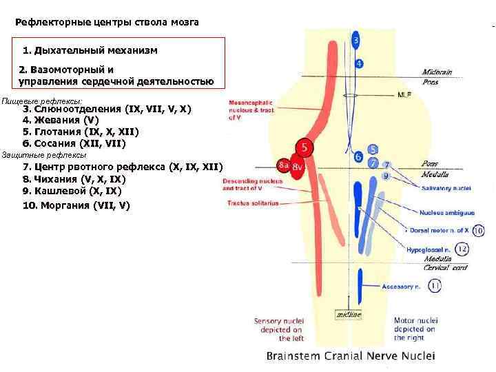 Дыхательный центр в мозге. Рефлекторные механизмы дыхательного центра. Двигательные центры ствола мозга физиология. Дыхательный центр ствола мозга. Участие моторных центров ствола мозга регуляции рефлексов позы.