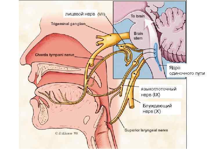 лицевой нерв Ядро одиночного пути языкоглоточный нерв (IX) Блуждающий нерв (X) 