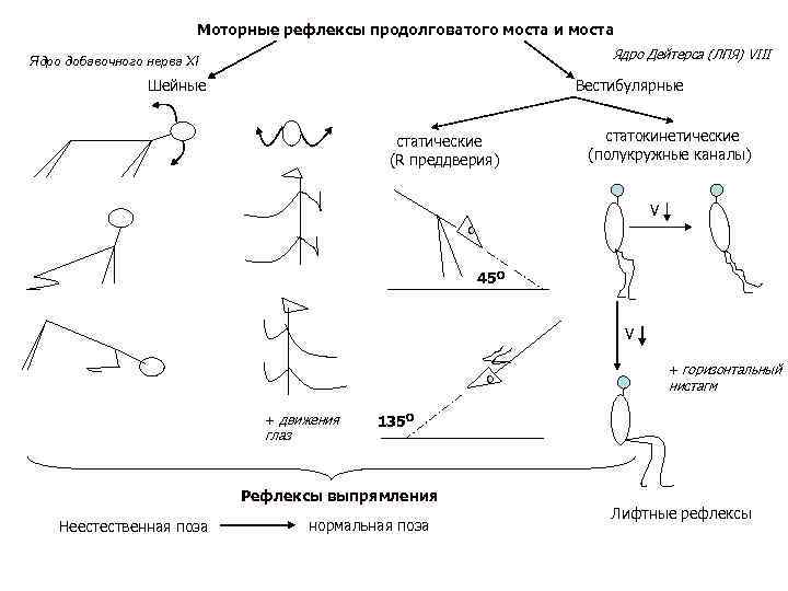 Моторные рефлексы продолговатого моста и моста Ядро Дейтерса (ЛПЯ) VIII Ядро добавочного нерва XI