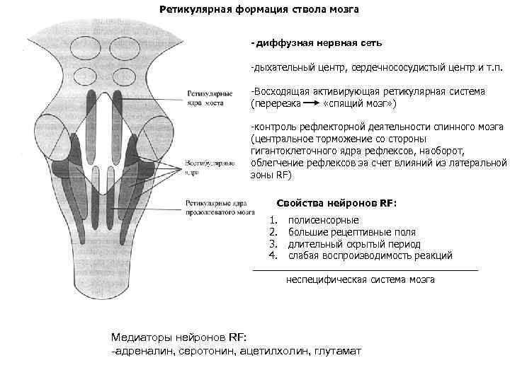 Какие отделы мозга входят в состав ствола. Ядра ствола мозга схема. Дорсальная поверхность ствола мозга. Схема расположения ядер продолговатого мозга. Ретикулярная формация ствола мозга.