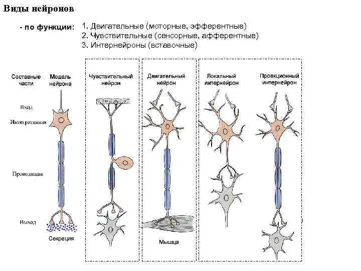 Эфферентные нейроны. Типы нейронов афферентные эфферентные. Эфферентный Нейрон схема. Характеристика афферентных нейронов. Афферентные Нейроны выполняют следующие функции.