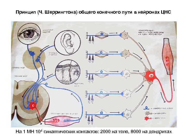 Принцип общего конечного пути