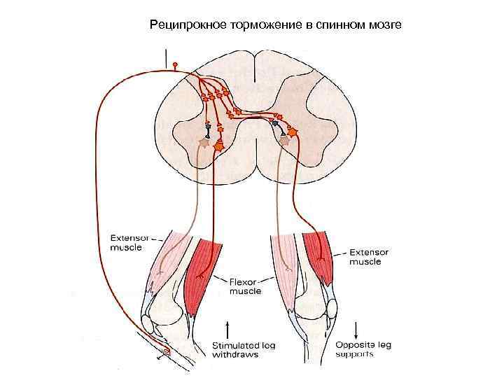 Схема торможения гольца