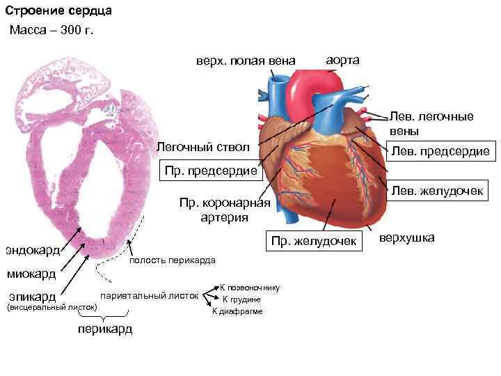 Строение сердца Масса – 300 г. верх. полая вена аорта Лев. легочные вены Легочный