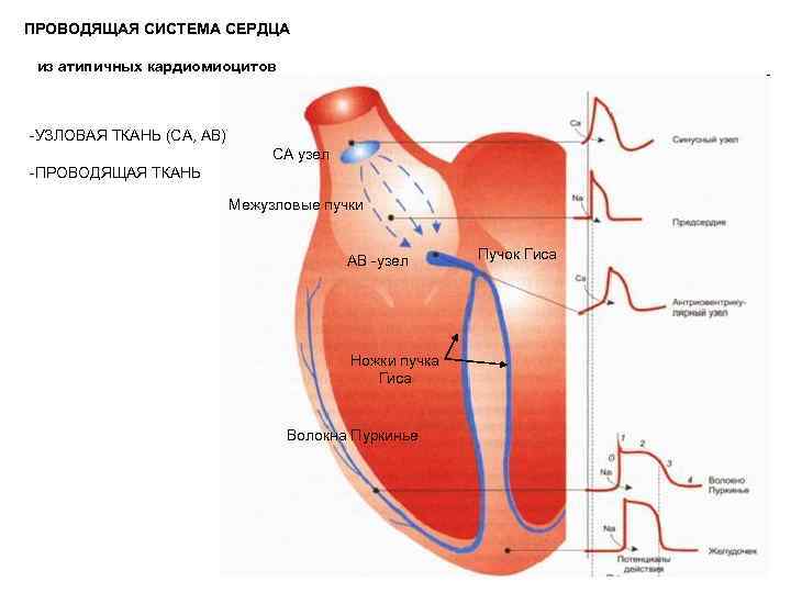 ПРОВОДЯЩАЯ СИСТЕМА СЕРДЦА из атипичных кардиомиоцитов -УЗЛОВАЯ ТКАНЬ (СА, АВ) СА узел -ПРОВОДЯЩАЯ ТКАНЬ