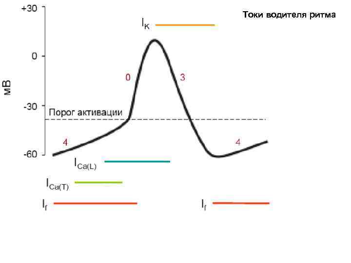 Токи водителя ритма 