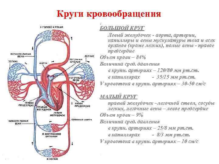 Круги кровообращения БОЛЬШОЙ КРУГ Левый желудочек - аорта, артерии, капилляры и вены мускулатуры тела
