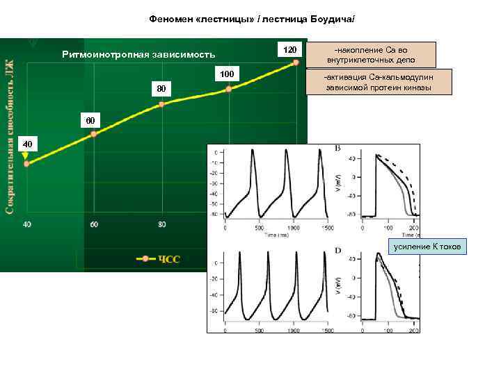 Феномен «лестницы» / лестница Боудича/ 120 Ритмоинотропная зависимость 100 80 -накопление Са во внутриклеточных