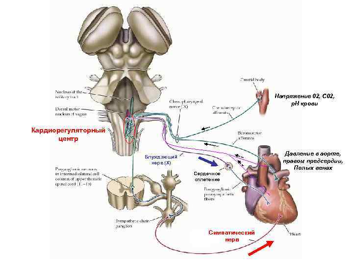 Напряжение 02, С 02, p. H крови Кардиорегуляторный центр Блуждающий нерв (X) Сердечное сплетение