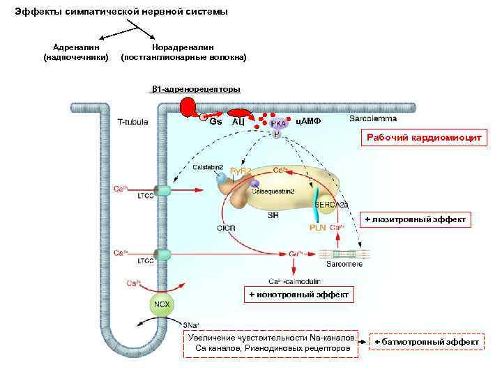 Эффекты симпатической нервной системы Адреналин (надпочечники) Норадреналин (постганглионарные волокна) β 1 -адренорецепторы Gs АЦ