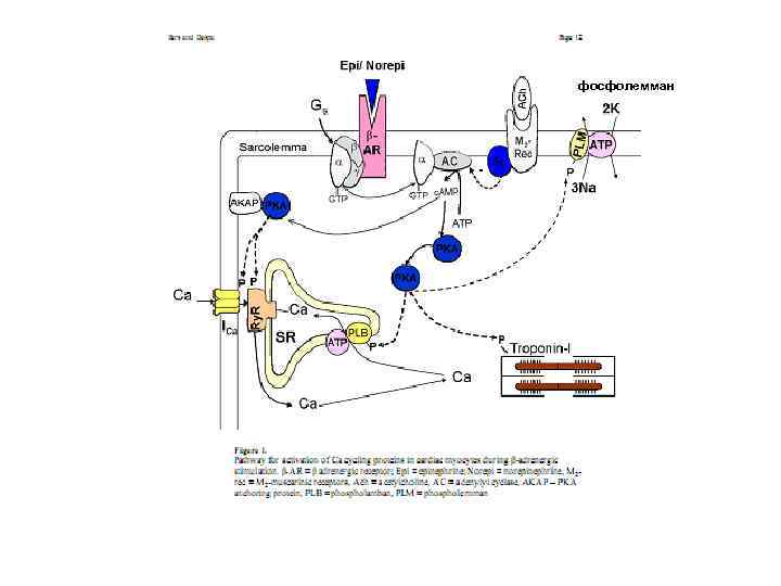 фосфолемман 