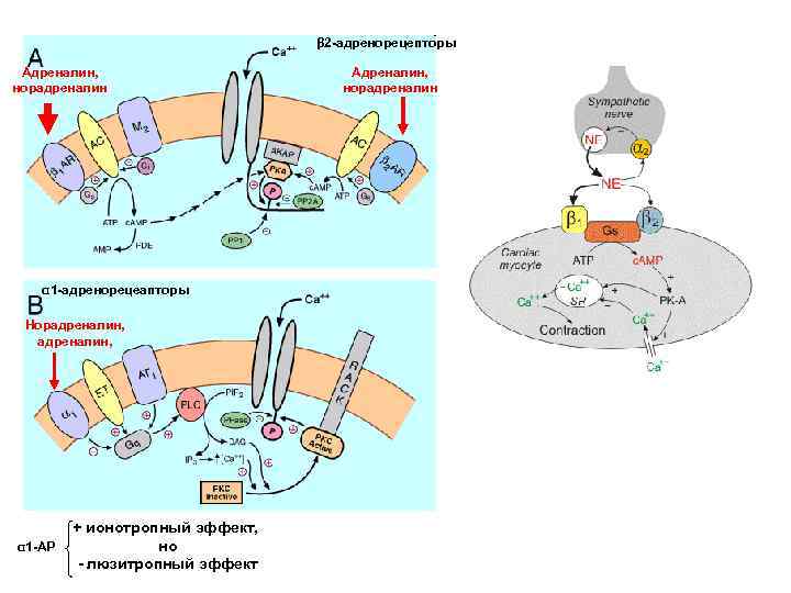 Альфа адренорецепторы. Альфа 2 адренорецепторы механизм. Альфа-2-адренергические рецепторы. Бета 2 адренорецепторы механизм. Бета-2 и Альфа-2 адренорецепторы.