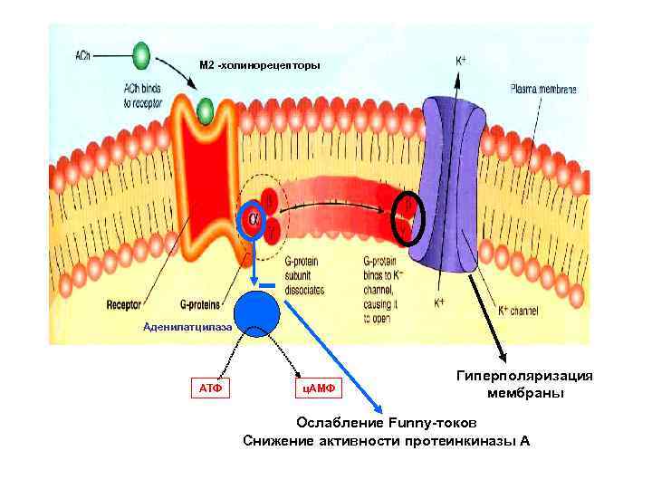 M 2 -холинорецепторы Аденилатцилаза АТФ ц. АМФ Гиперполяризация мембраны Ослабление Funny-токов Снижение активности протеинкиназы