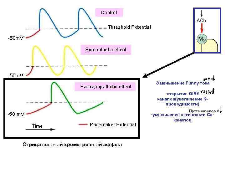 ц. АМФ -Уменьшение Funny тока -открытие GIRK Gi (βγ) каналов(увеличение Кпроводимости) Протеинкиназа А -уменьшение