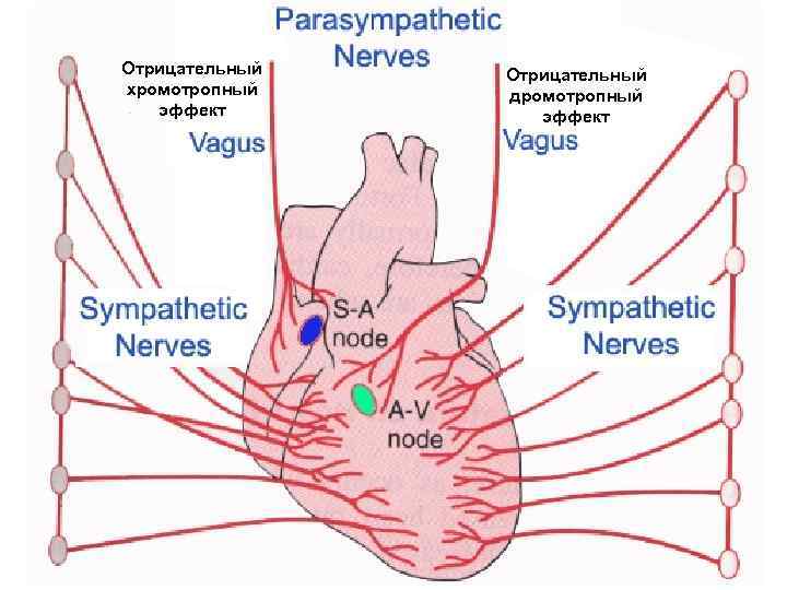 Отрицательный хромотропный эффект Отрицательный дромотропный эффект 